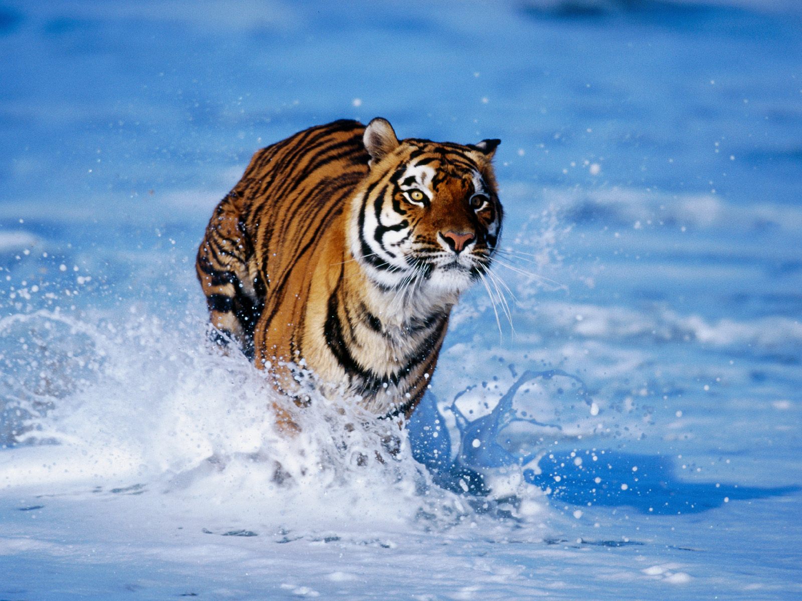 Tiger in Water7106618748